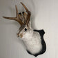 Cute Jackalope Decorative Arts