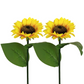 📢📢49% OFF !! ⏰ Sunflower Solar Lights – Auto On/Off, 14H Glow, IP65 Waterproof ☀️