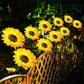 📢📢49% OFF !! ⏰ Sunflower Solar Lights – Auto On/Off, 14H Glow, IP65 Waterproof ☀️
