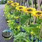 📢📢49% OFF !! ⏰ Sunflower Solar Lights – Auto On/Off, 14H Glow, IP65 Waterproof ☀️